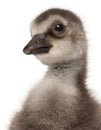 Close-up of Hawaiian Goose or NÃâÃÂ¬nÃâÃÂ¬, Branta sandvicensis, a species of goose, 4 days old